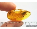 Caddisfly Trichoptera and Fungus. Fossil inclusions Baltic amber #12304