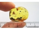 Mayfly Ephemeroptera: Paraleptophlebia. Fossil insect in Ukrainian amber stone #12307R