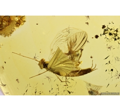 Mayfly Ephemeroptera: Paraleptophlebia. Fossil insect in Ukrainian amber stone #12307R
