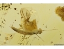 Mayfly Ephemeroptera: Paraleptophlebia. Fossil insect in Ukrainian amber stone #12307R