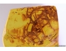 Nice Lichen. Fossil inclusion in Baltic amber #12310