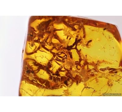 Nice Lichen. Fossil inclusion in Baltic amber #12310