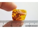 Nice Lichen. Fossil inclusion in Baltic amber #12310