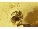 Tumbling Flower Beetle Mordellidae, Spider with Mite! Wasp, Ant and More. Fossil inclusions Baltic amber #12320