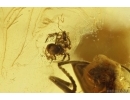 Tumbling Flower Beetle Mordellidae, Spider with Mite! Wasp, Ant and More. Fossil inclusions Baltic amber #12320