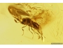 Tumbling Flower Beetle Mordellidae, Spider with Mite! Wasp, Ant and More. Fossil inclusions Baltic amber #12320