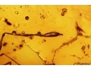 Rare Wasp Dryinidae. Fossil insect in Baltic amber #12321