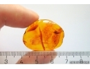 Rare Wasp Dryinidae. Fossil insect in Baltic amber #12321