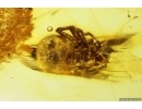 Spider in Spider web. Fossil inclusion in Silver Pendant Baltic amber #12323