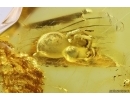 Spider in Spider web. Fossil inclusion in Silver Pendant Baltic amber #12323