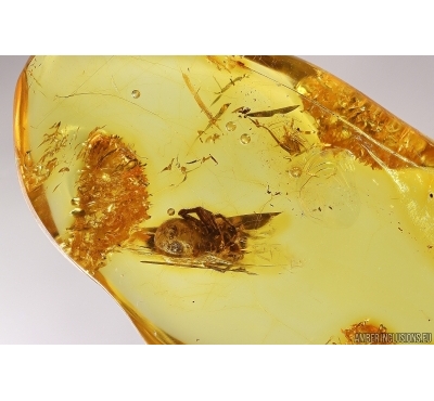 Spider in Spider web. Fossil inclusion in Silver Pendant Baltic amber #12323