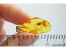 Spider in Spider web. Fossil inclusion in Silver Pendant Baltic amber #12323