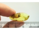 Nice Leafhopper Cicadellidae. Fossil inclusion in Ukrainian Rovno amber #12324