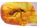 Rare Stonefly Plecoptera. Fossil insect in Baltic amber #12325