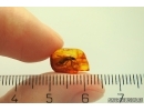 Rare Stonefly Plecoptera. Fossil insect in Baltic amber #12325