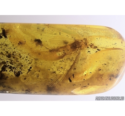 Big Mayfly Ephemeroptera: Heptageniidae. Fossil insect Baltic amber stone # 12328