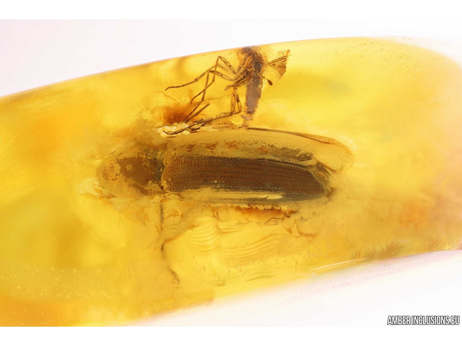 Baltic Amber With 3 Insects Trapped For Million Years Fossil - View #6