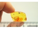 Springtail Collembola. Fossil inclusion in Baltic amber #12366