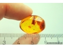 Many Mites Acari. Fossil insects in Baltic amber #12369