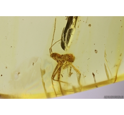 True Bug Heteroptera Miridae. Fossil insect in Ukrainian Rovno amber #12370R