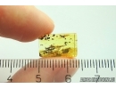 Bristletail Machilidae. Fossil inclusion in Baltic amber #12371