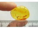 Air bubbles. Fossil inclusions in Baltic amber #12373