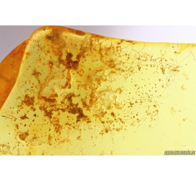 Interesting Plant. Fossil inclusion in Baltic amber #12374