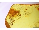 Interesting Plant. Fossil inclusion in Baltic amber #12374