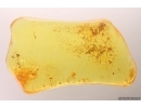 Interesting Plant. Fossil inclusion in Baltic amber #12374