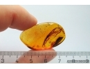 Rare Lichen. Fossil inclusion in Baltic amber #12375
