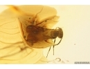 Spider Araneae and Wasp Hymenoptera. Fossil inclusions Baltic amber #12381