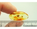 Spider Araneae and Wasp Hymenoptera. Fossil inclusions Baltic amber #12381
