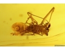 Rare Dawn Spider Archaeidae Paradoxa Fossil inclusion Baltic amber #12385