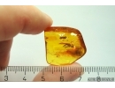 Rare Dawn Spider Archaeidae Paradoxa Fossil inclusion Baltic amber #12385