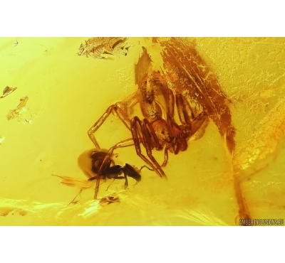 Action! Spider Araneae and Ant Hymenoptera. Fossil inclusions Baltic amber #12386