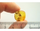 Caddisfly Trichoptera, Ant and More. Fossil inclusions Baltic amber #12387