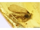 Trichoptera Caddisfly with Eggs. Fossil insect in Baltic amber #12388