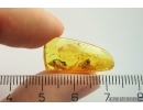 Trichoptera Caddisfly with Eggs. Fossil insect in Baltic amber #12388