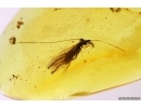 Rare Caddisfly Trichoptera Leptoceridae. Fossil insect in Baltic amber #12389