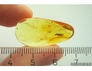 Rare Caddisfly Trichoptera Leptoceridae. Fossil insect in Baltic amber #12389