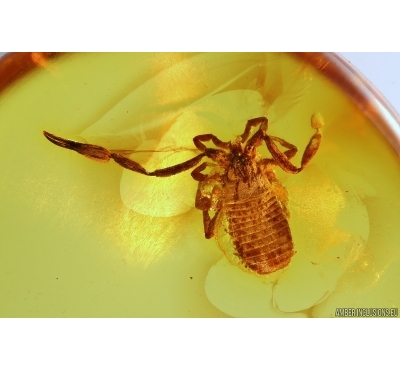 Pseudoscorpion. Fossil inclusion in Baltic amber #12390