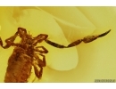 Pseudoscorpion. Fossil inclusion in Baltic amber #12390