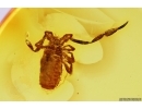 Pseudoscorpion. Fossil inclusion in Baltic amber #12390