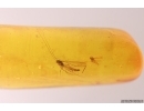Rare Odonata Dragonfly Wing and rare Predatory Fungus Gnat Macrocerinae. Fossil inclusions Baltic amber #12391