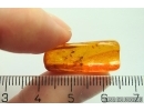 Rare Odonata Dragonfly Wing and rare Predatory Fungus Gnat Macrocerinae. Fossil inclusions Baltic amber #12391