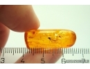 Rare Odonata Dragonfly Wing and rare Predatory Fungus Gnat Macrocerinae. Fossil inclusions Baltic amber #12391