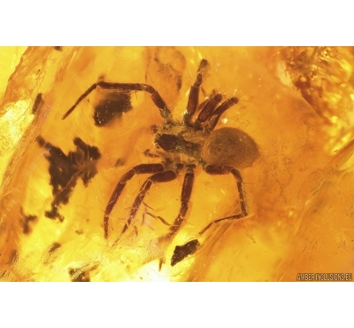 Spiders Araneae and Mite Acari. Fossil inclusions in Baltic amber #12400