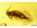 Nice Bristletail Machilidae and Mite Acari. Fossil inclusions Baltic amber #12403