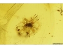 Nice Bristletail Machilidae and Mite Acari. Fossil inclusions Baltic amber #12403