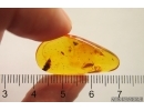 Nice Bristletail Machilidae and Mite Acari. Fossil inclusions Baltic amber #12403